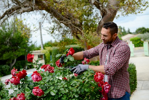 Professional gardening services in Cambridge Heath for tidy urban gardens