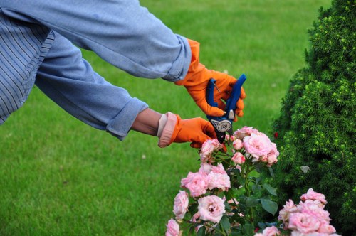 Small Cambridge Heath lawn restored with overseeding and care