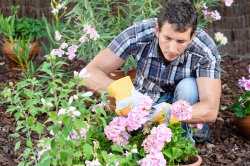 Professional hedge maintenance in Cambridge Heath outdoors