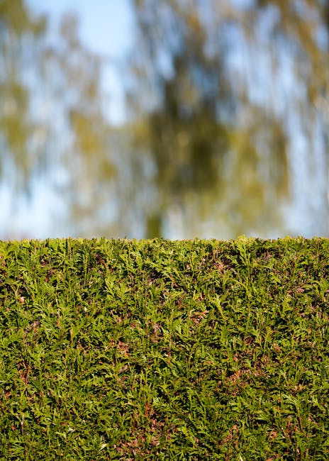 A neatly trimmed hedge with dense, green foliage forms the foreground of the image, showcasing a consistent and well-maintained surface. In the background, a blurred view of tall trees with slender tr