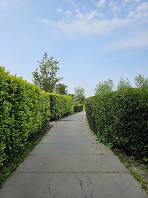 A neatly trimmed hedge with dense, green foliage forms the foreground of the image, showcasing a consistent and well-maintained surface. In the background, a blurred view of tall trees with slender tr